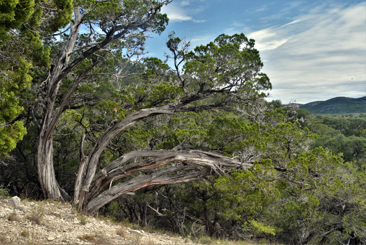 tree folded by wind